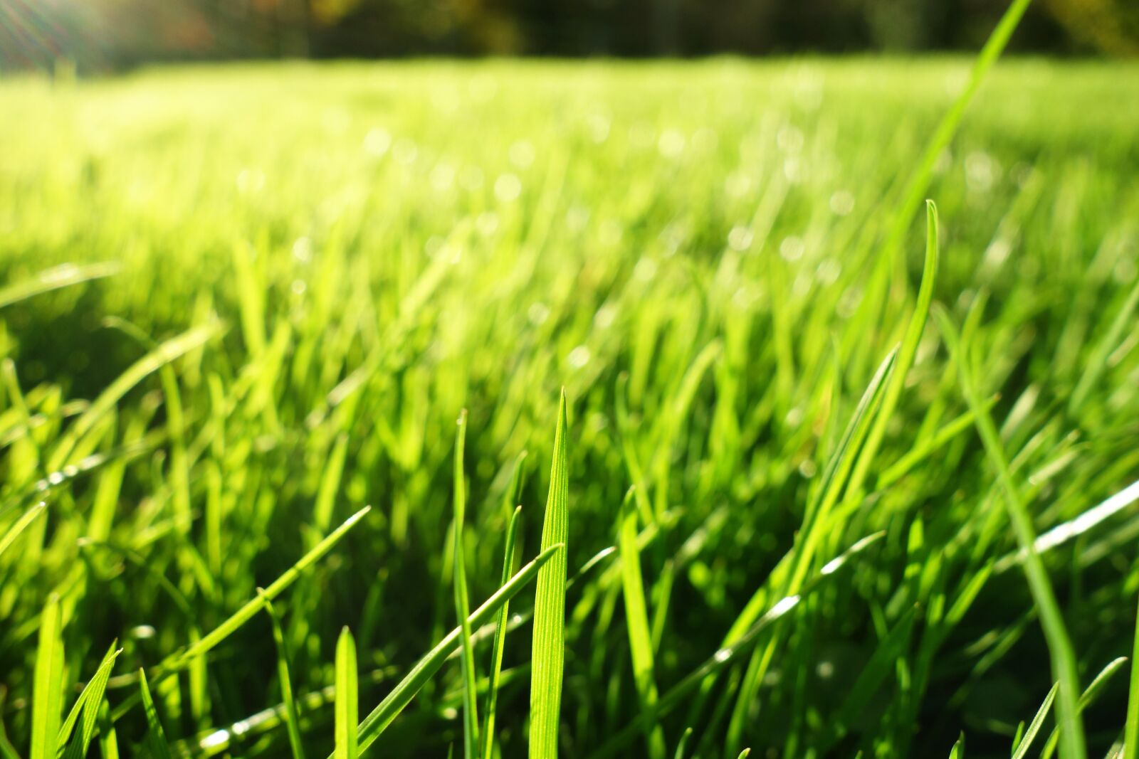 Sony Cyber-shot DSC-RX100 sample photo. Grass, grass blades, lawn photography