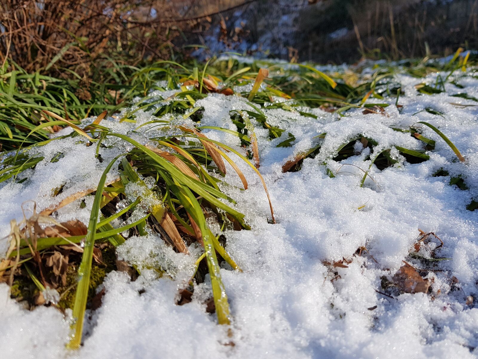 Samsung SM-G955F sample photo. Grass in snow, snow photography