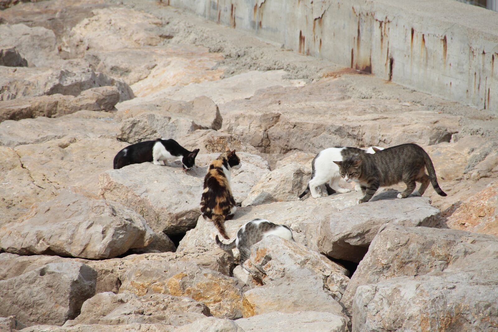 Canon EOS 700D (EOS Rebel T5i / EOS Kiss X7i) sample photo. Breakwater, cats, sitges photography