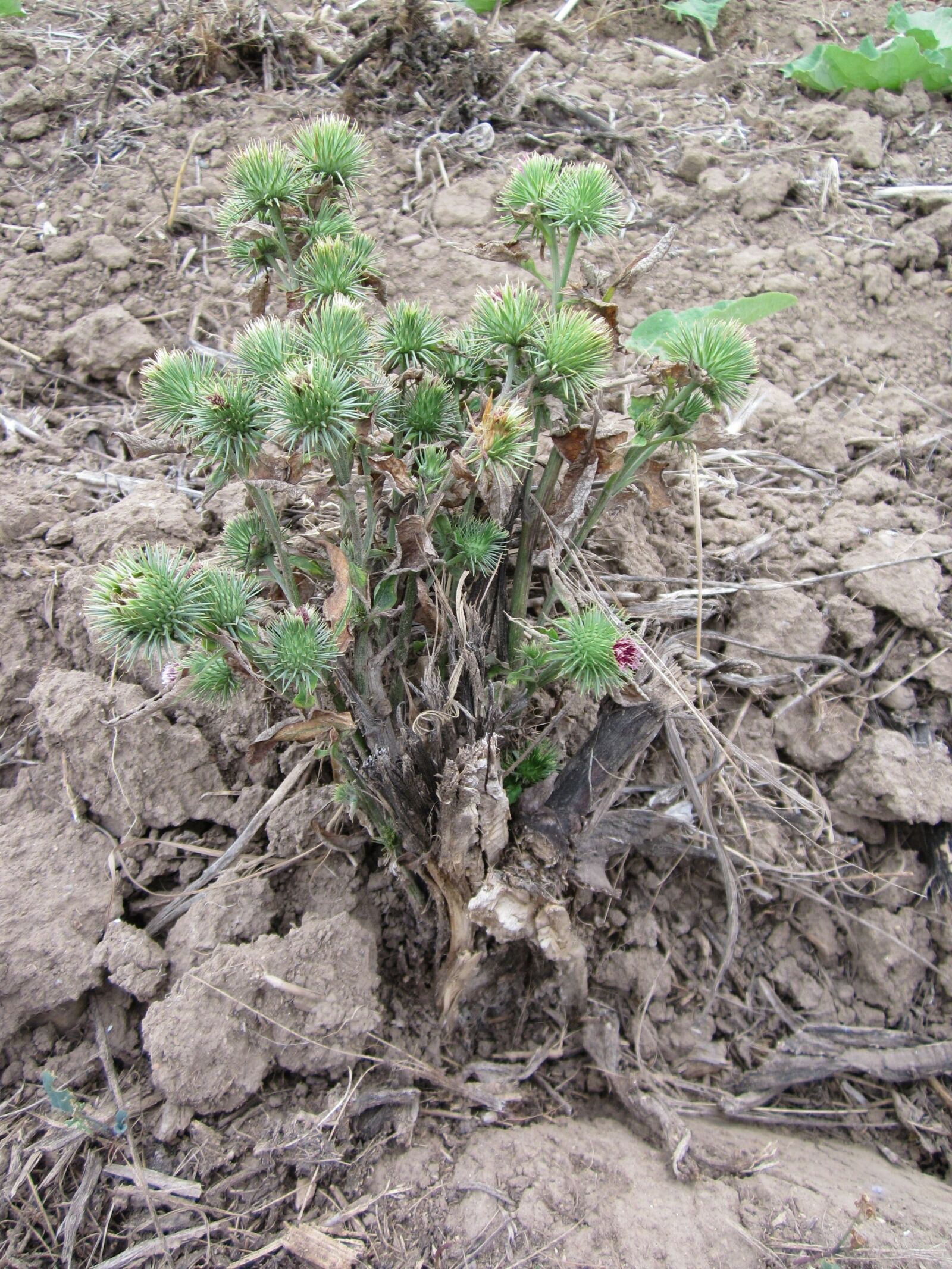 Canon PowerShot A1200 sample photo. Arctium lappa, greater burdock photography