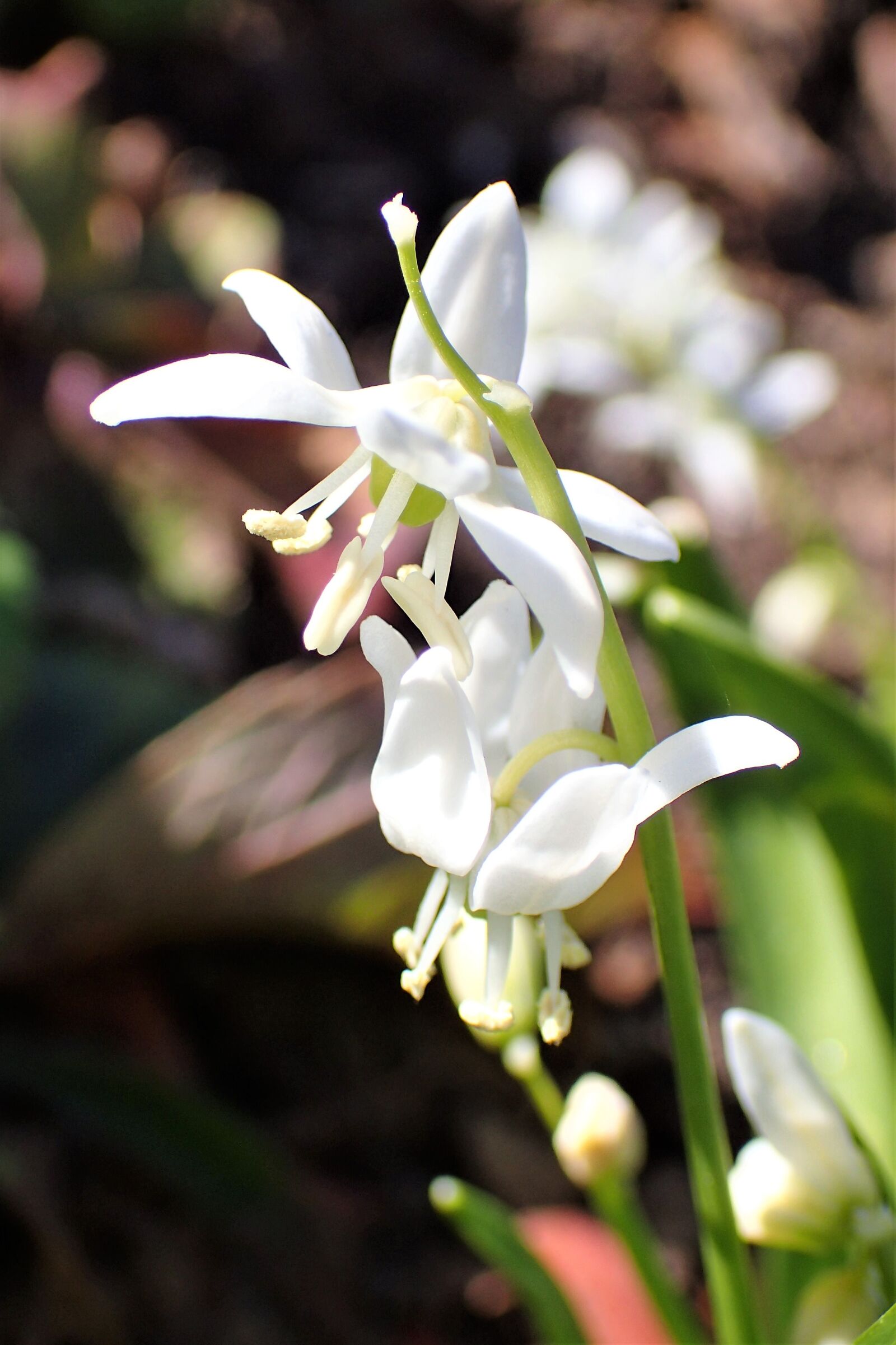 Olympus TG-4 sample photo. Spring flower, white, spring photography