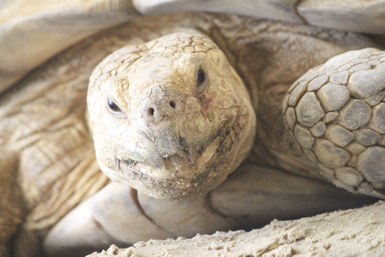 Canon EOS 700D (EOS Rebel T5i / EOS Kiss X7i) sample photo. Turtle, wildlife, animal photography