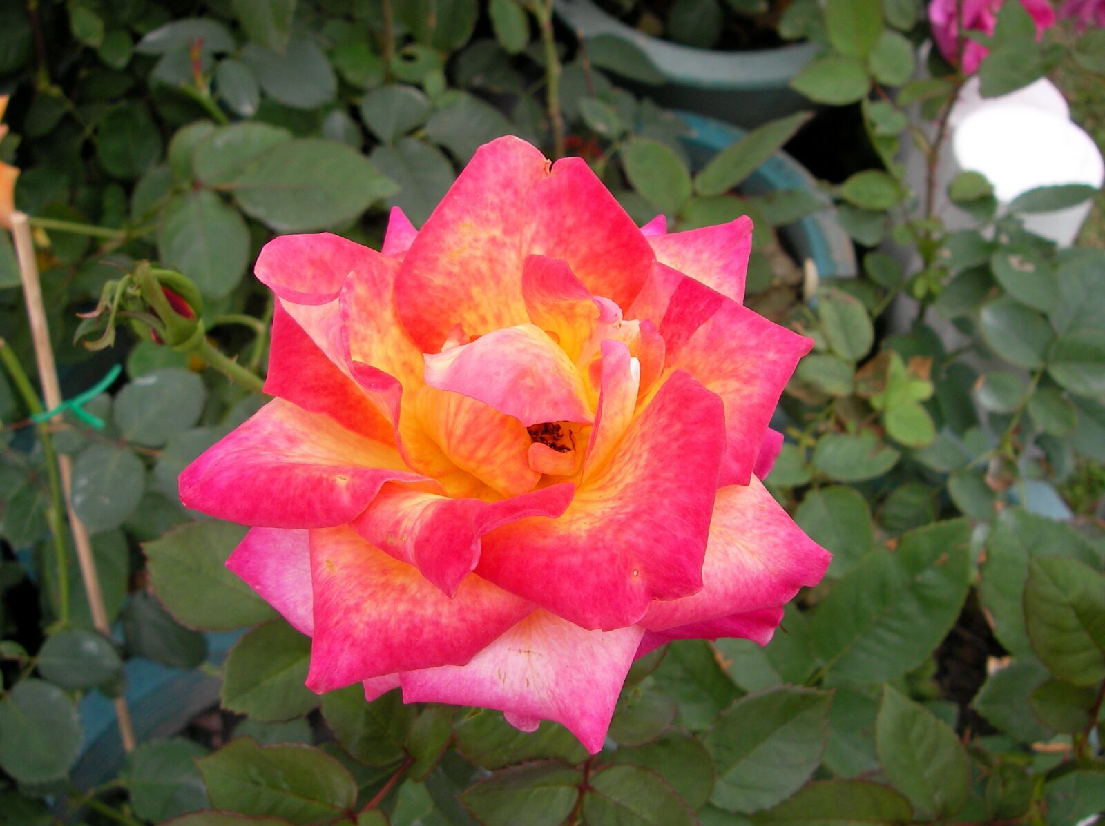 SANYO E6 sample photo. Flower, garden, plant photography
