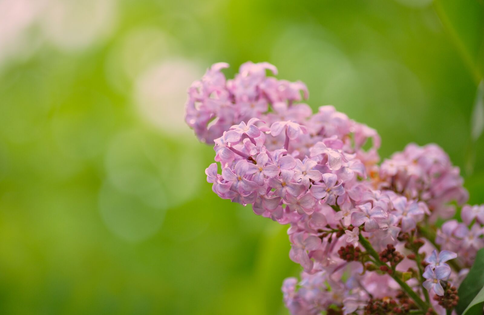 Nikon D90 sample photo. Lilac, syringa, ordinary lilac photography