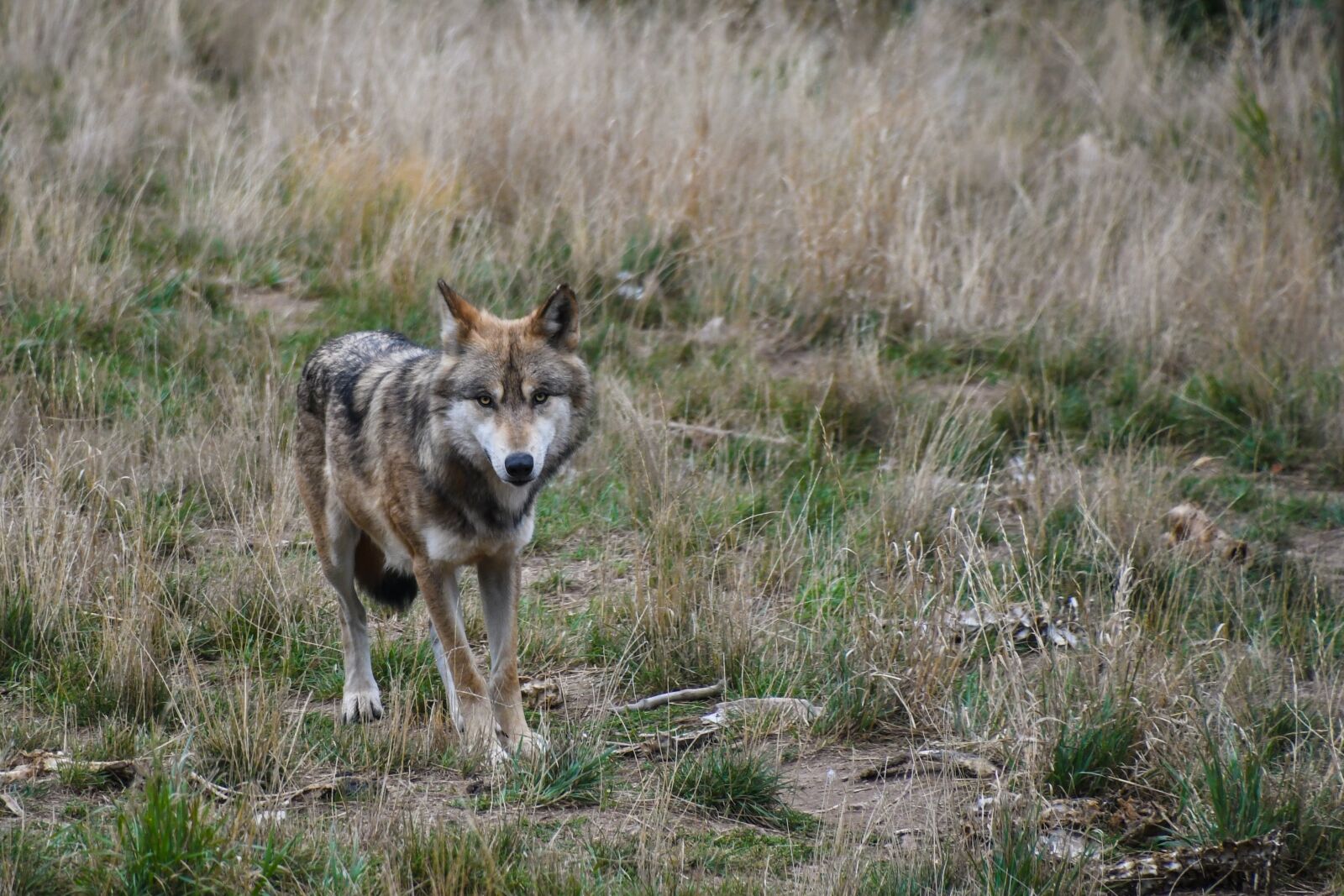 Nikon D500 sample photo. Wolf, predator, animal photography