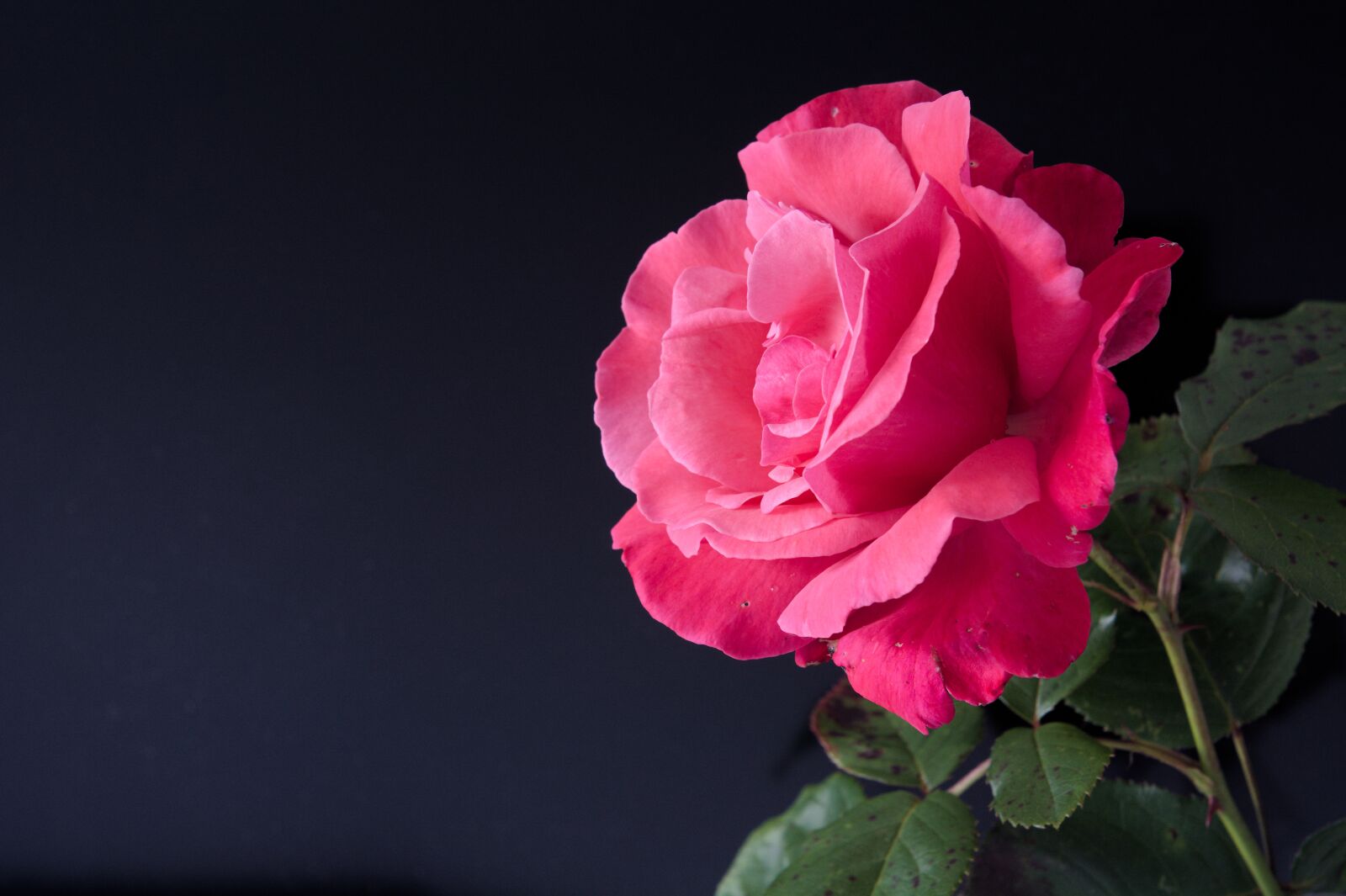 Nikon D7100 sample photo. Red rose, flower, romance photography