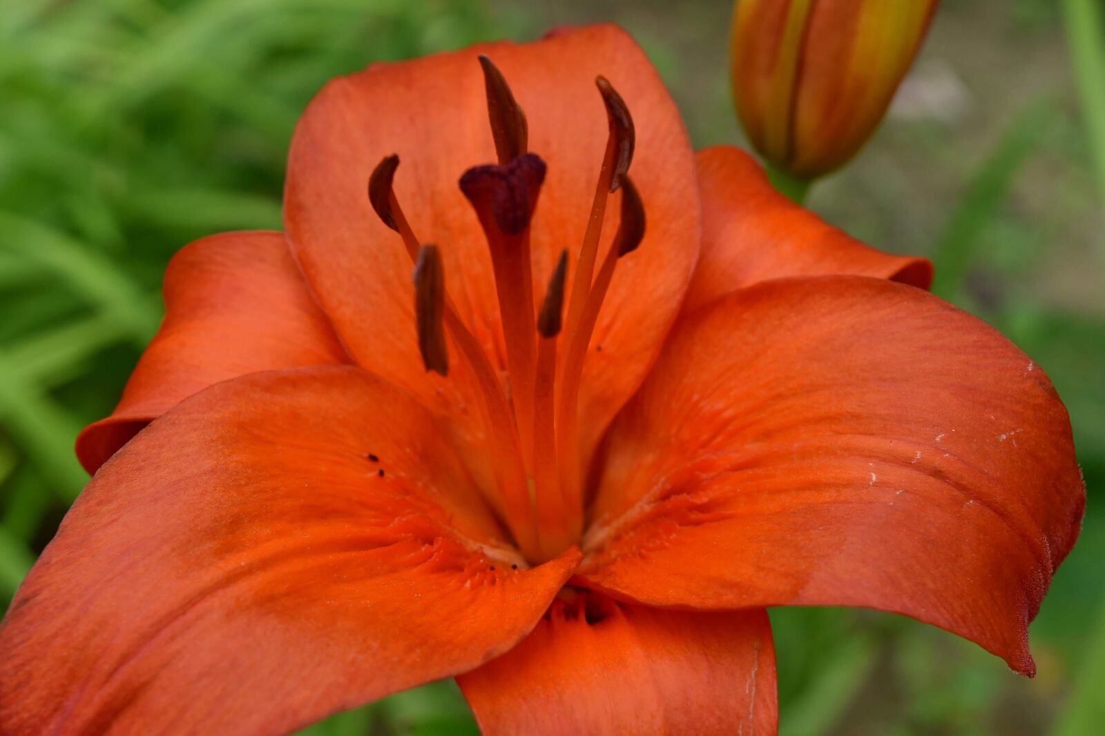 Nikon D5500 sample photo. Botanic, close-up, detail, horticulture photography