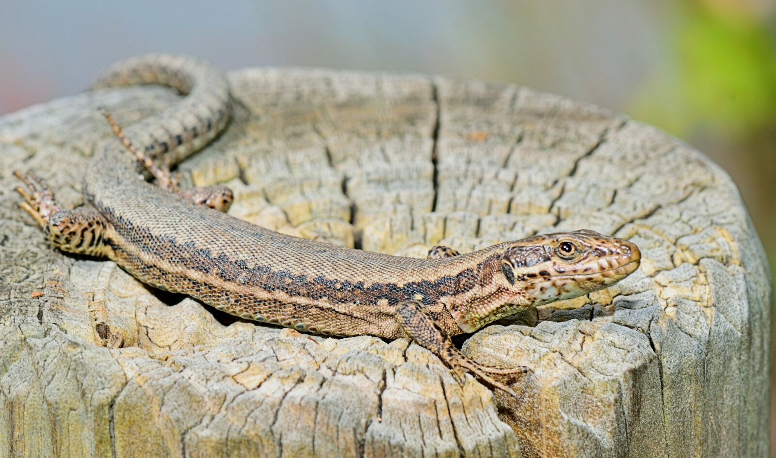 Nikon D5300 sample photo. Nature, lizard, grass photography