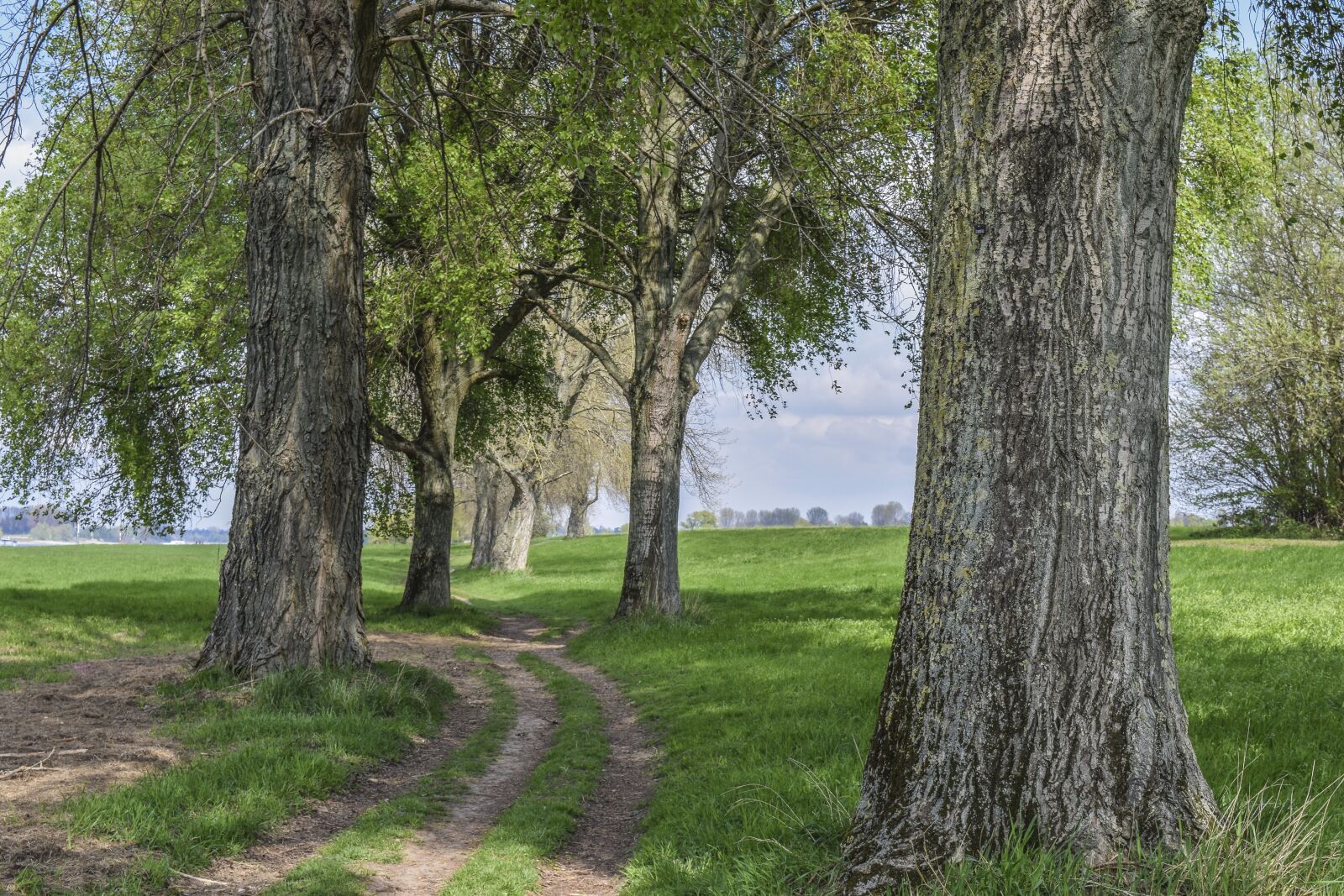 Nikon D3300 sample photo. Trees, landscape, nature photography