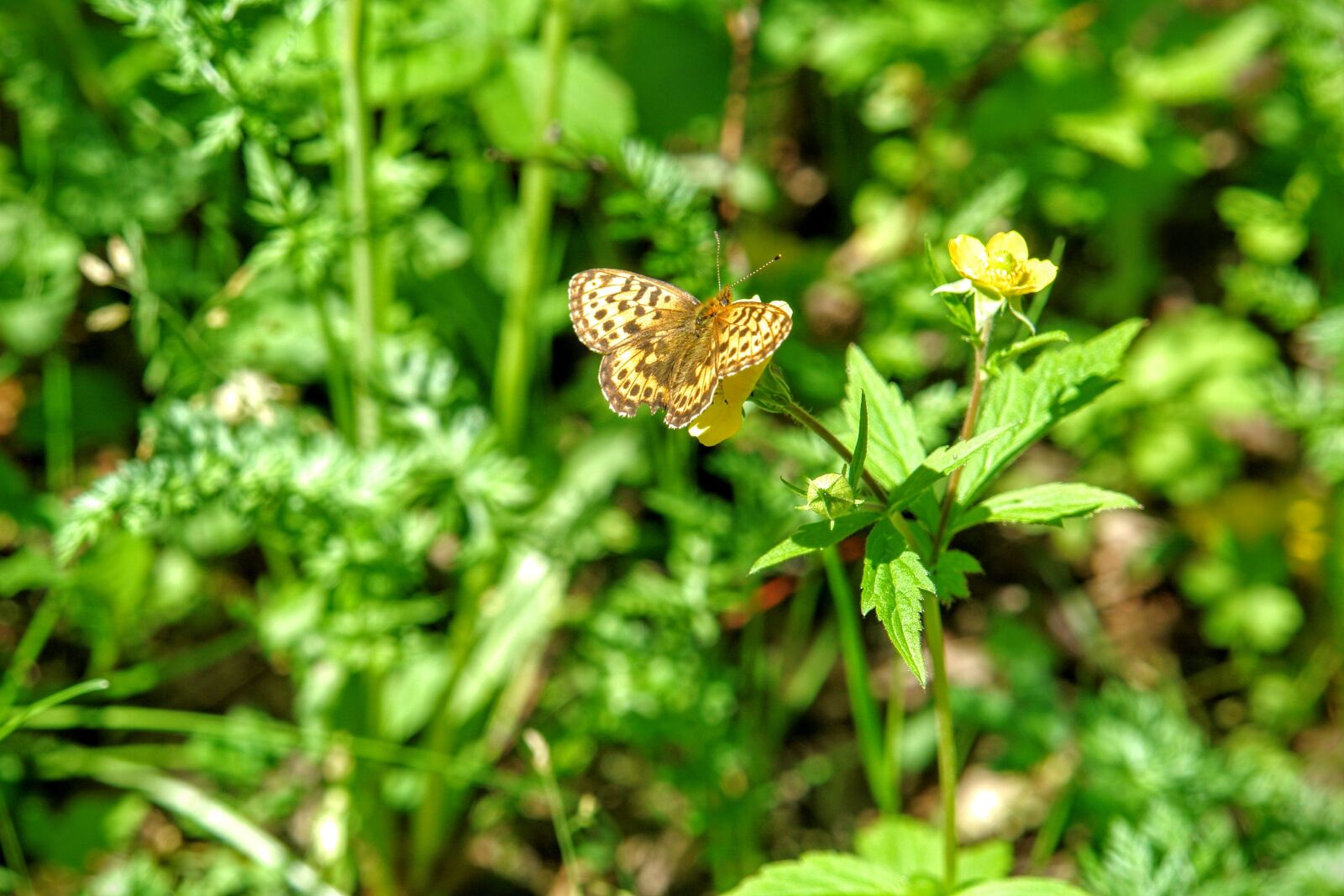 Sony DSC-R1 sample photo. Butterfly, fauna, flora photography