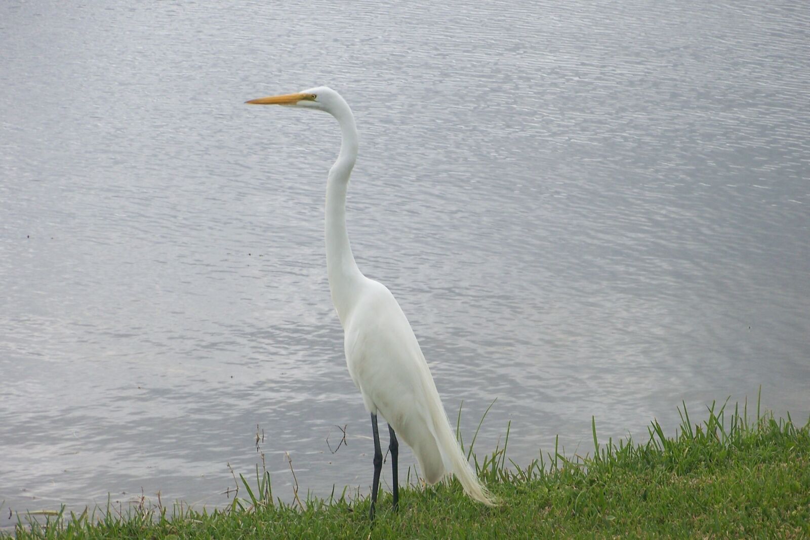 Kodak Z612 ZOOM DIGITAL CAMERA sample photo. Bird, nature, animal photography