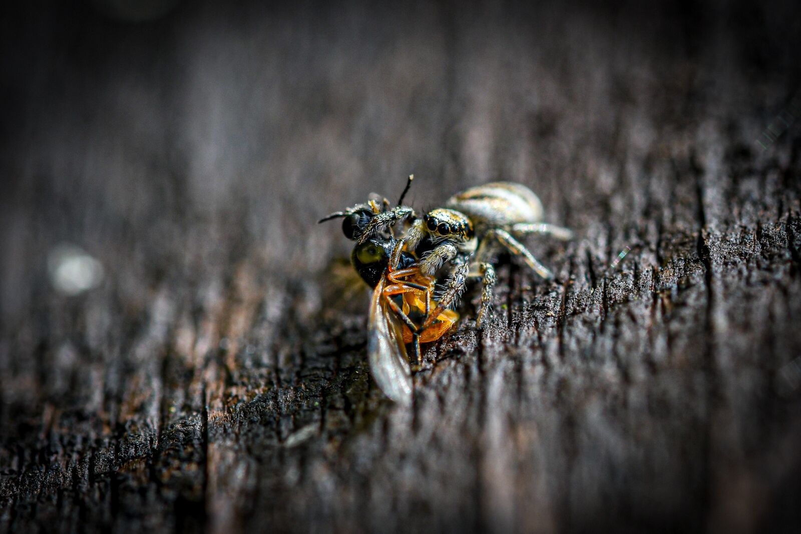 Nikon D500 sample photo. Macro, zebra jumping spider photography
