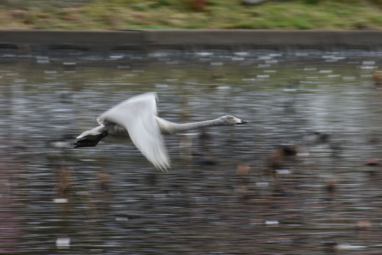Nikon D7200 sample photo. Animal, lake, waterside photography