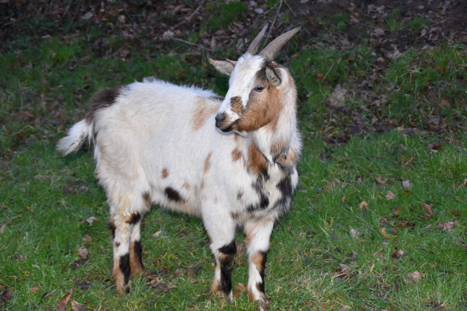 Nikon D5600 sample photo. Goat, young goat, kid photography