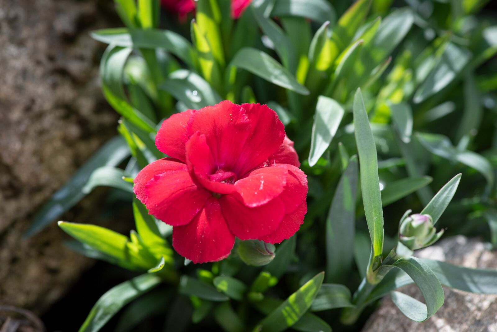 Nikon D750 sample photo. Carnation, flower, blossom photography