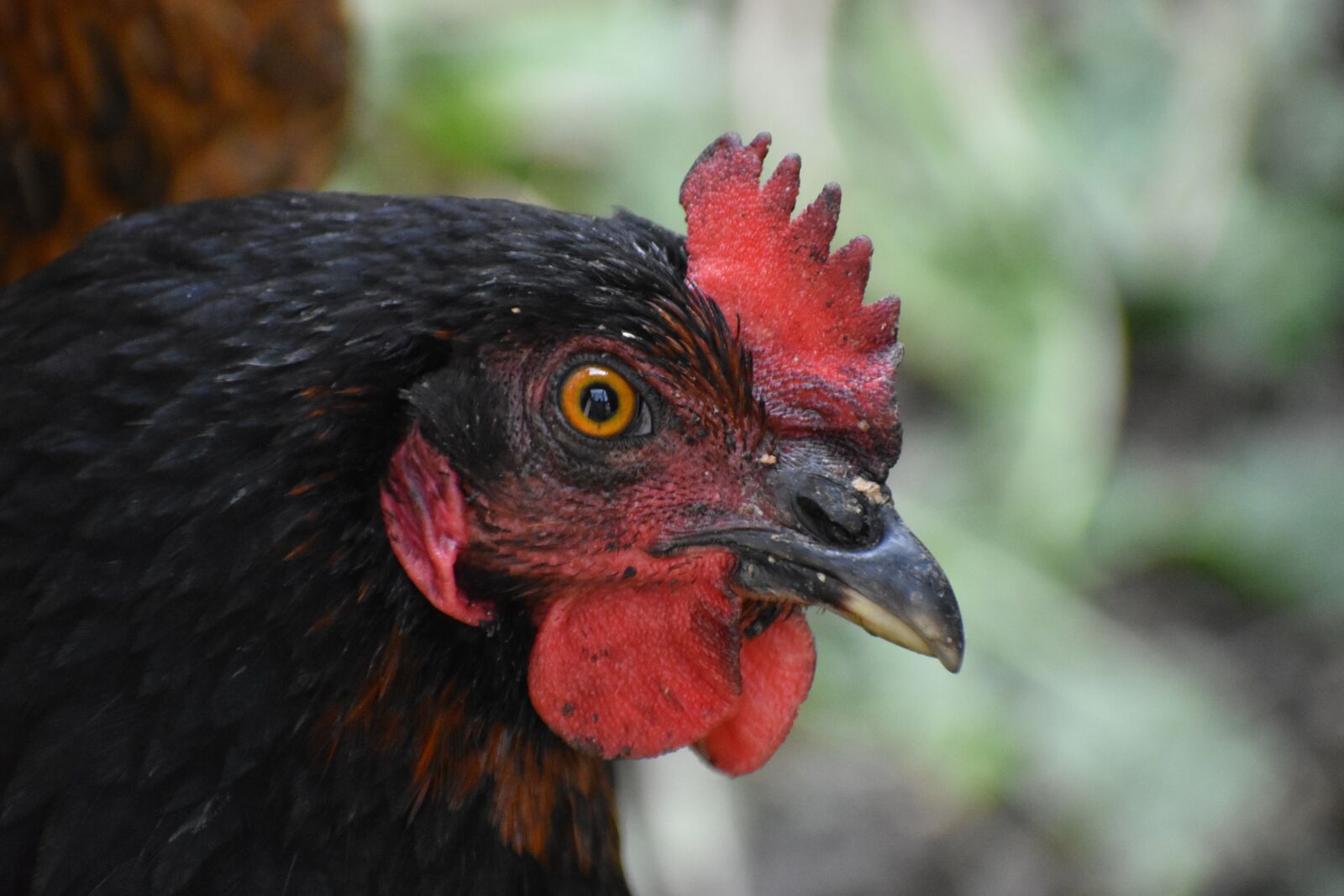 Nikon D3400 sample photo. Hen, chicken, poultry photography