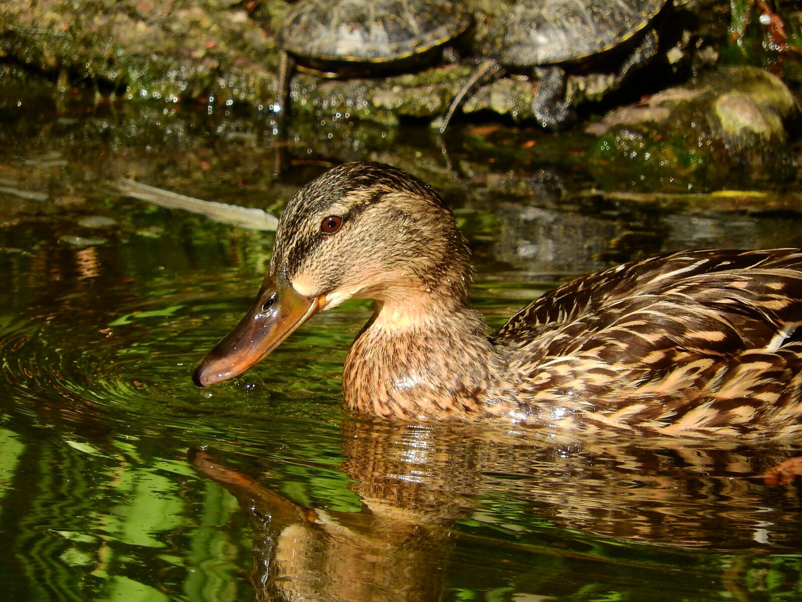 Nikon Coolpix P610 sample photo. Mallard duck, anas platyrhynchos photography
