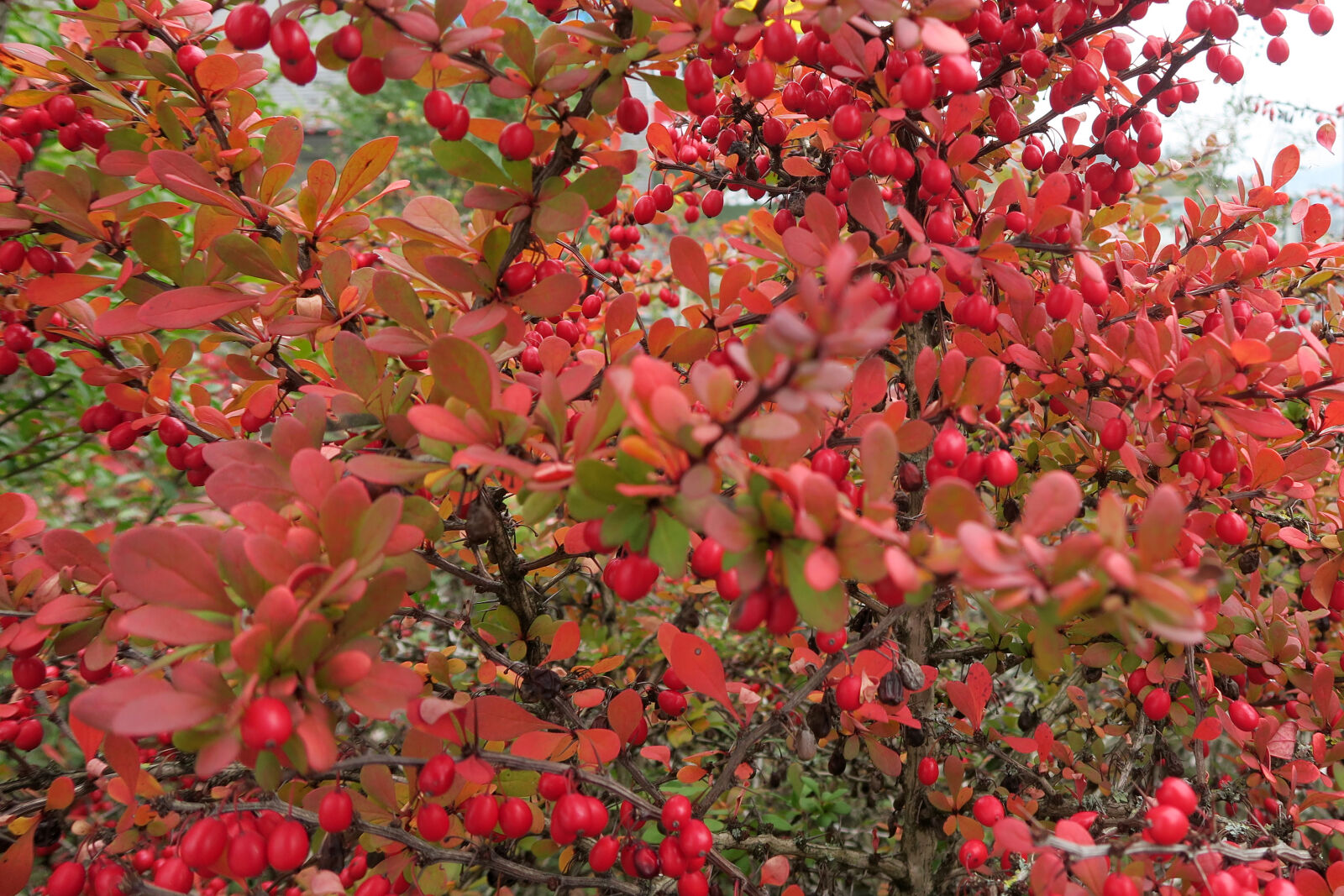 Canon PowerShot G7 X sample photo. Berries, red photography