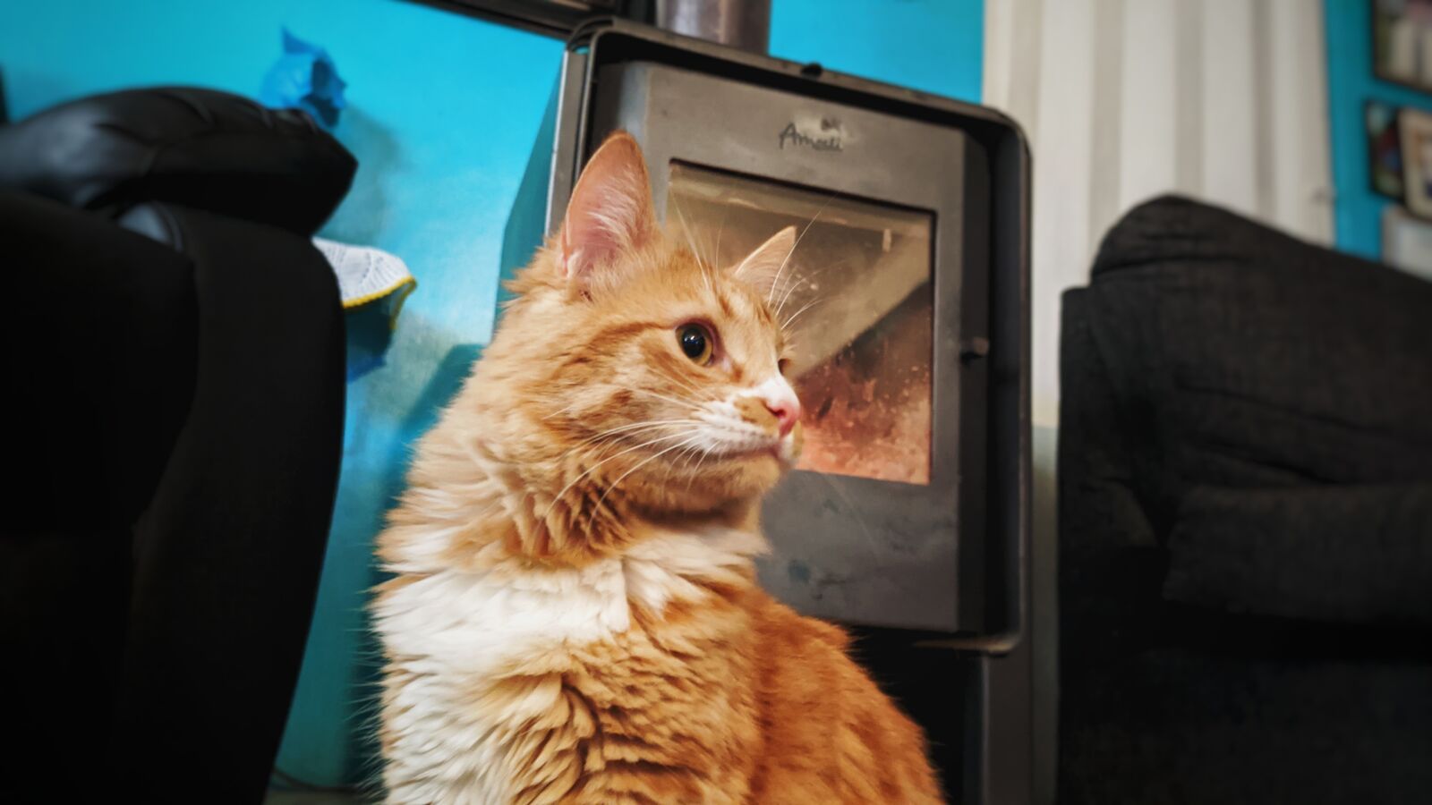Xiaomi Redmi Note 8 sample photo. Cat, home, cute photography