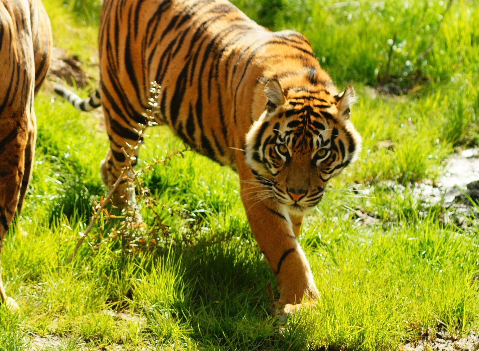 Sony Alpha DSLR-A700 sample photo. Tiger, cat, wildcat photography