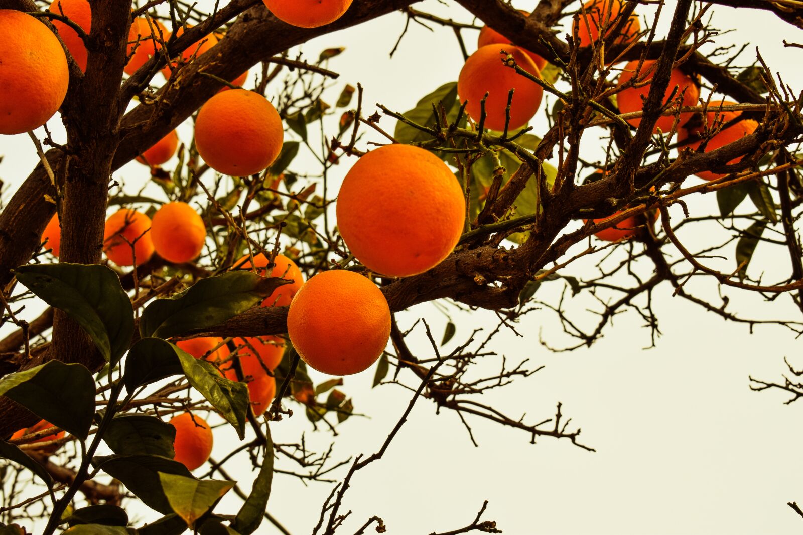 Nikon D3300 sample photo. Orange tree, orange, fruit photography