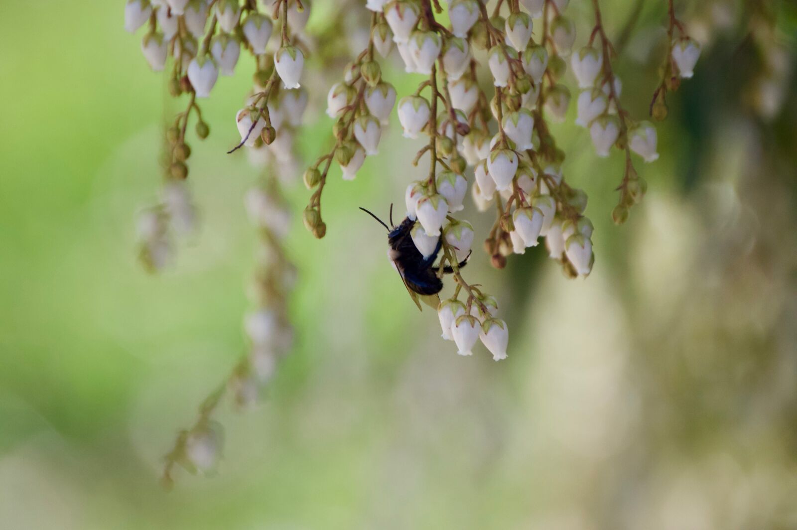 Nikon D3200 sample photo. Nature, insect, outdoors photography