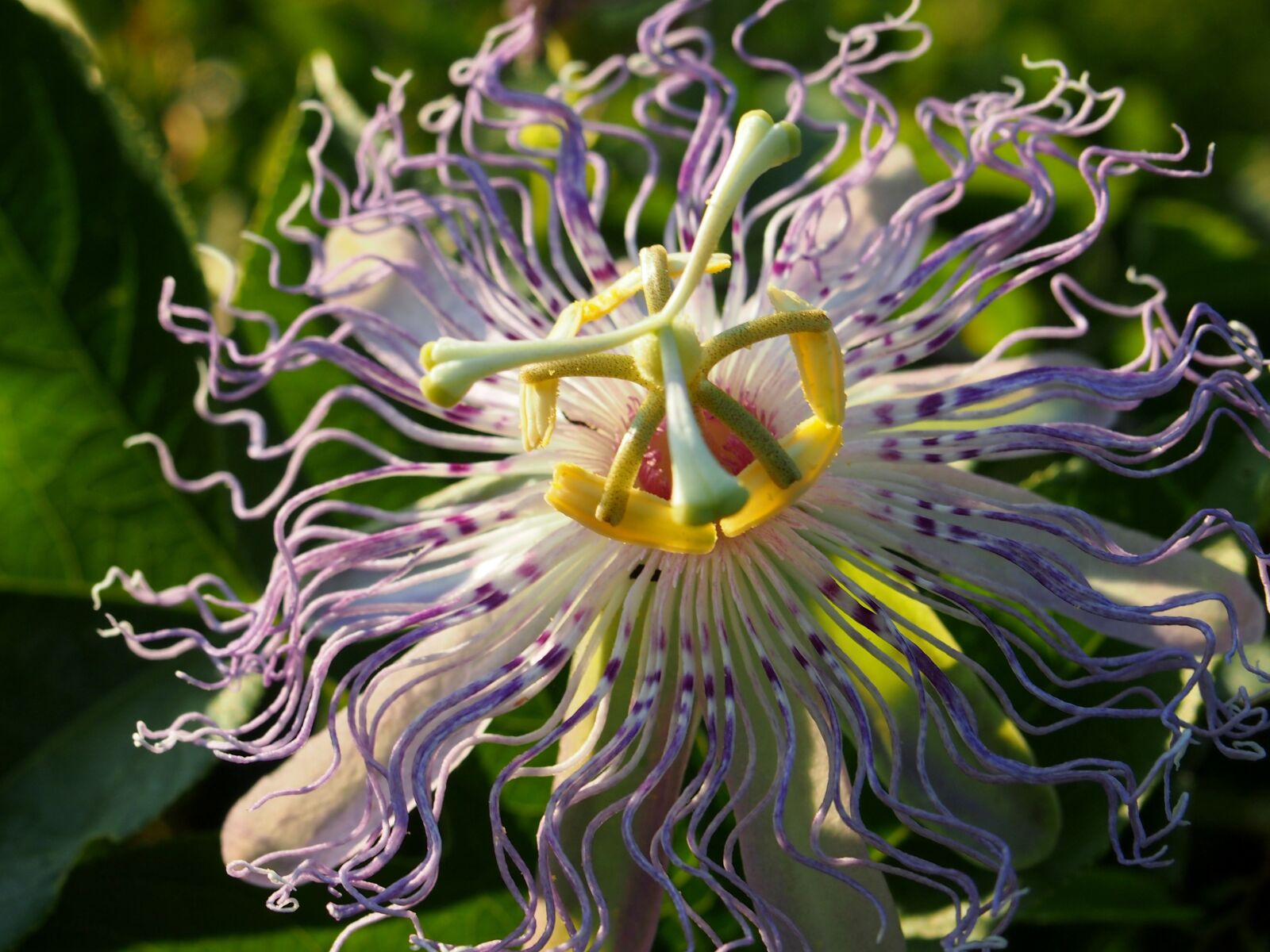 Olympus PEN E-PL3 sample photo. Purple passion flower, passion photography
