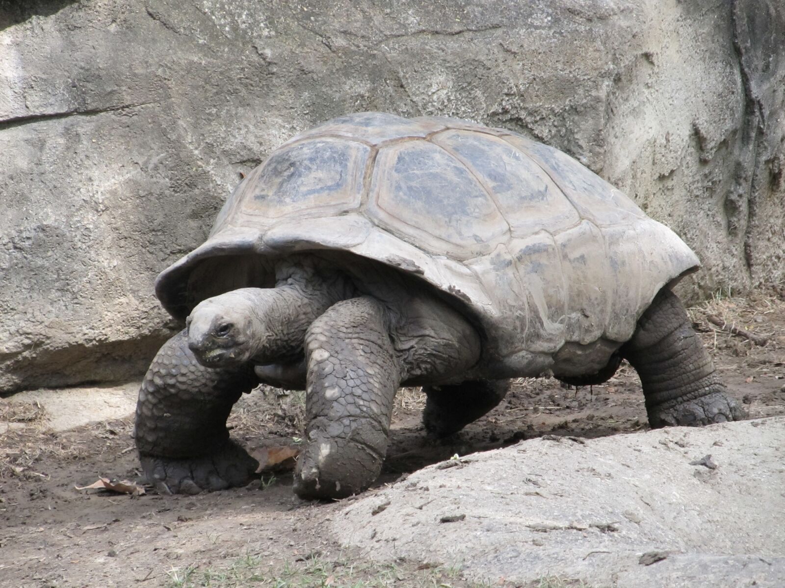 Canon PowerShot SX130 IS sample photo. Giant tortoise, reptile, shell photography