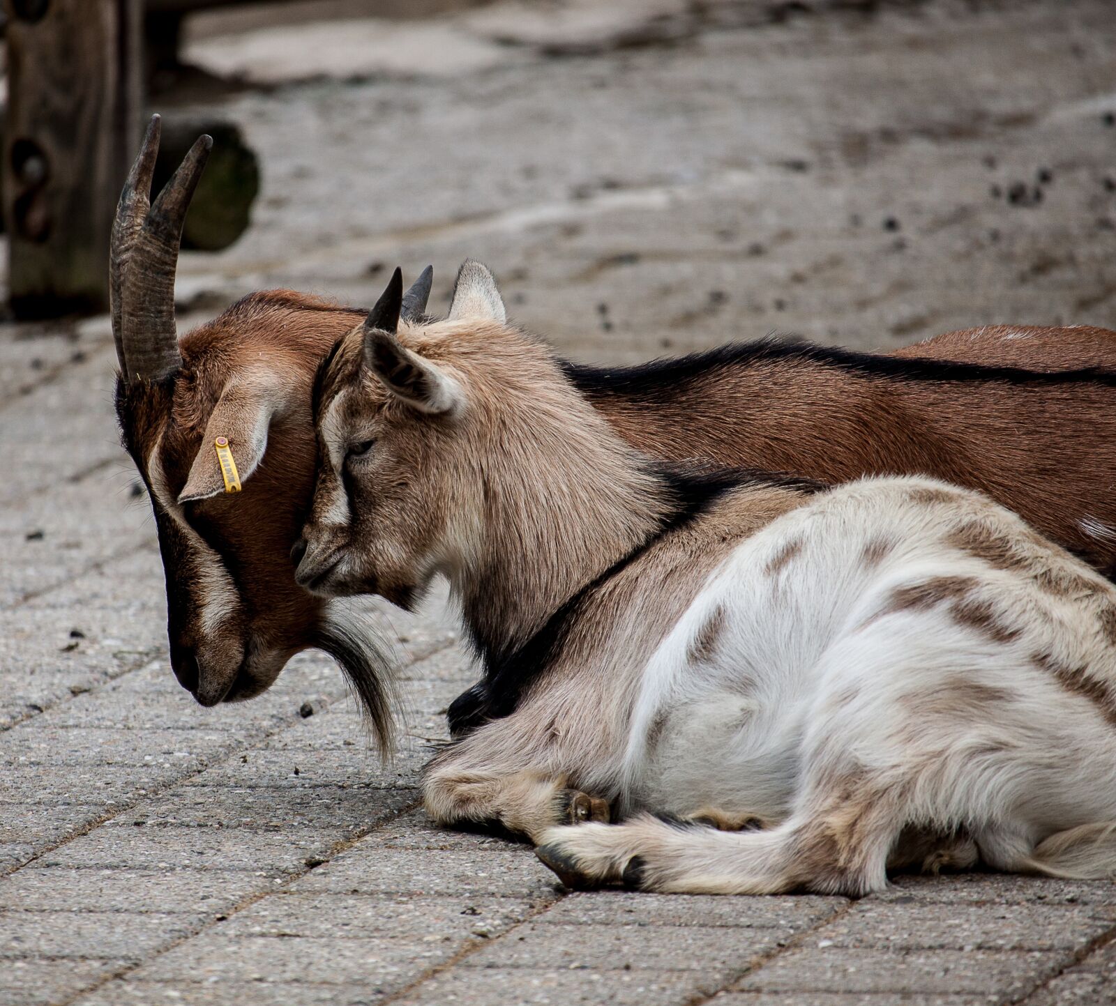 Canon EOS 50D sample photo. Goats, sitting, kuschelnd photography
