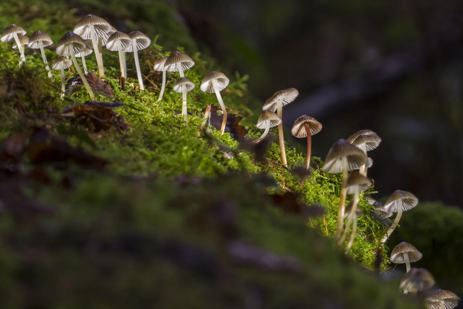 Canon EOS 7D sample photo. Mushroom, mini mushroom, mushrooms photography