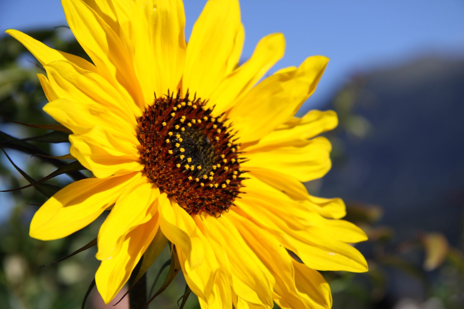 Canon EOS 50D sample photo. Sunflower, close up, blossom photography