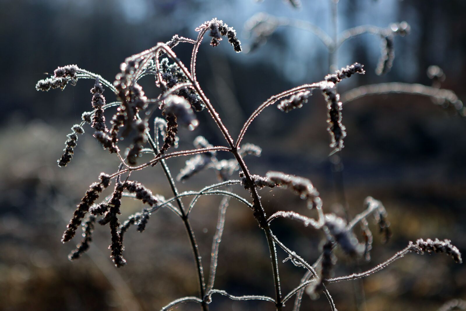 Canon EOS 7D Mark II + Canon EF 24-70mm F2.8L USM sample photo. Ice, frost, ripe photography