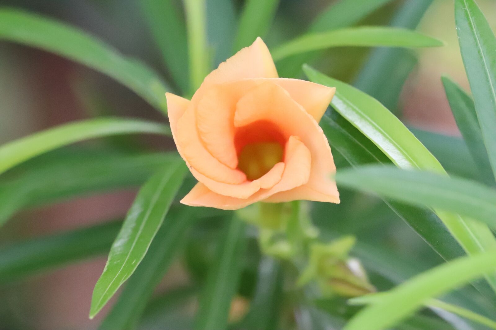 Canon EOS 77D (EOS 9000D / EOS 770D) sample photo. Orang, oleander, flower photography