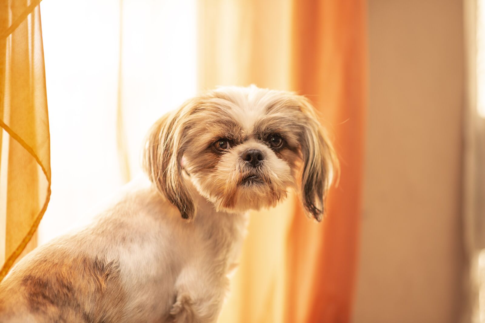 Nikon D600 sample photo. Dog, jitzu, pet photography