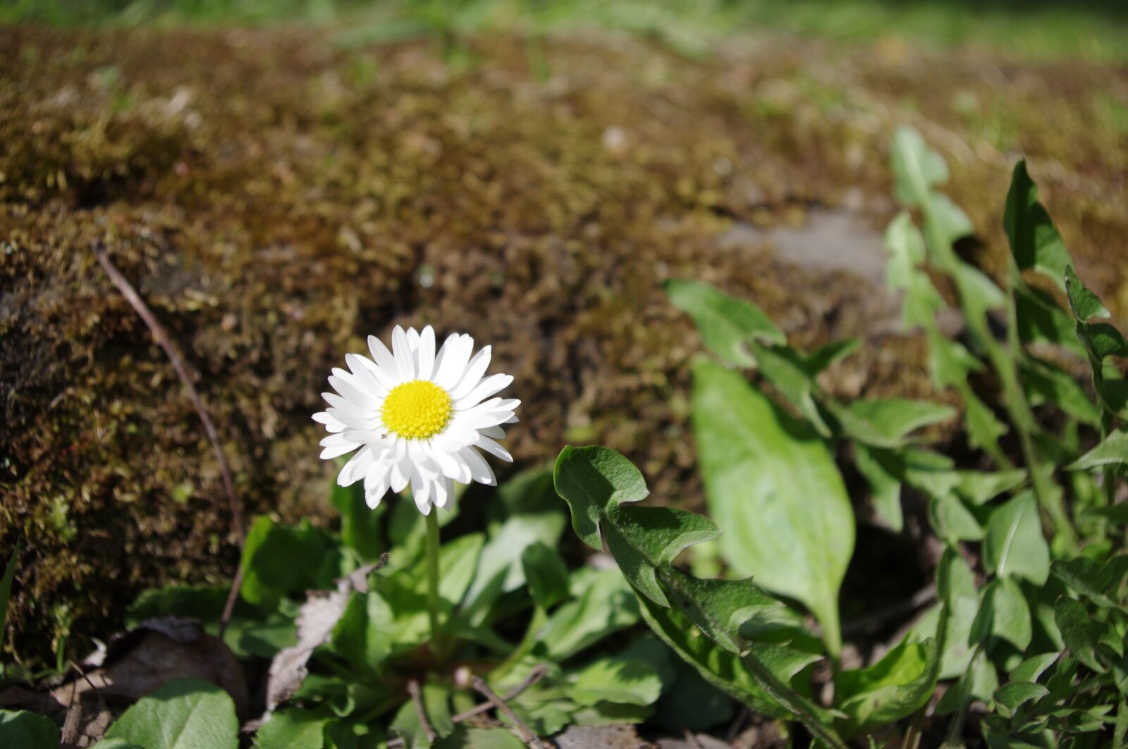Pentax K-r sample photo. Daisy, spring, flower photography