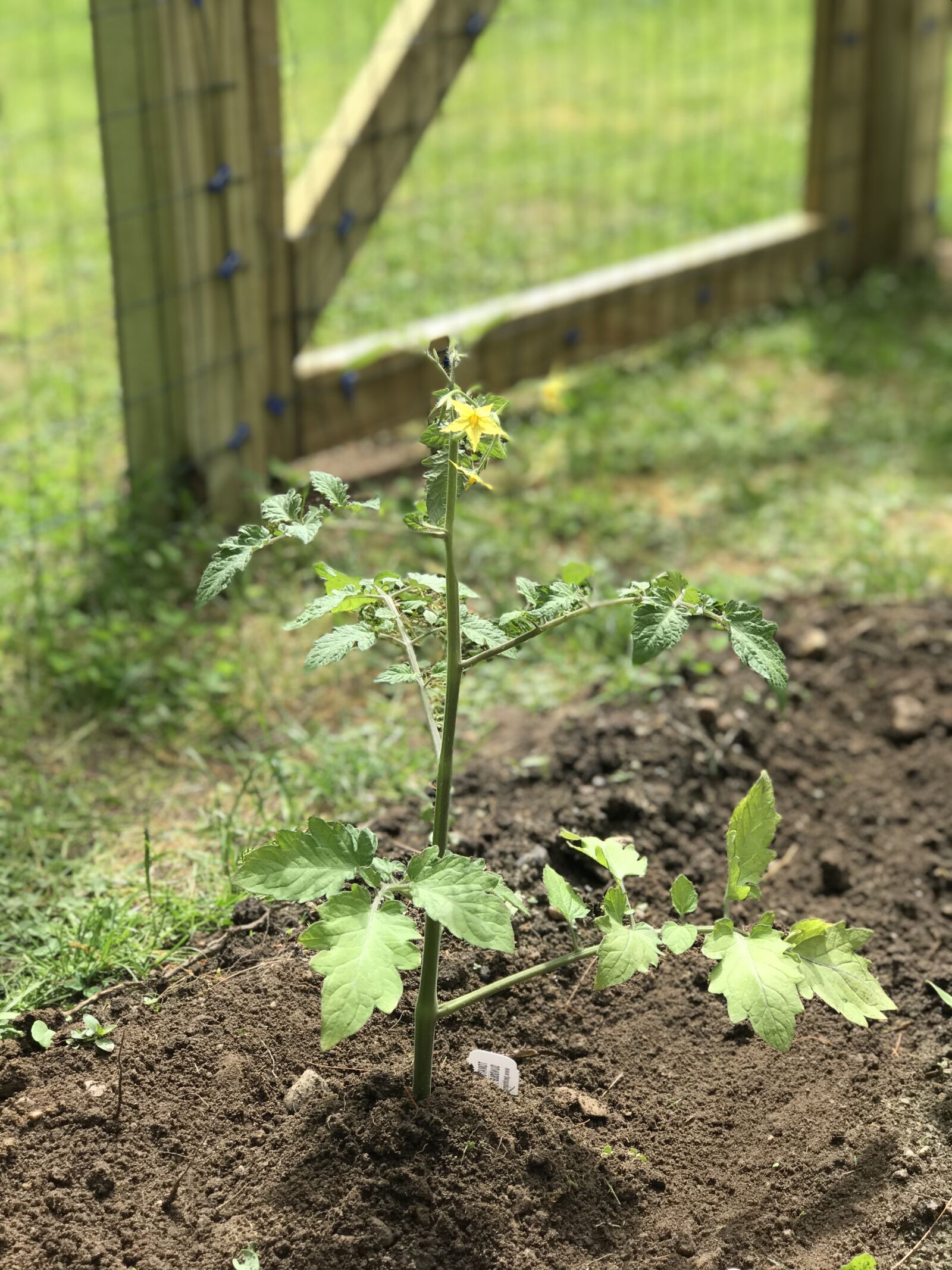 Apple iPhone 7 Plus sample photo. Tomato plant, plant, nature photography