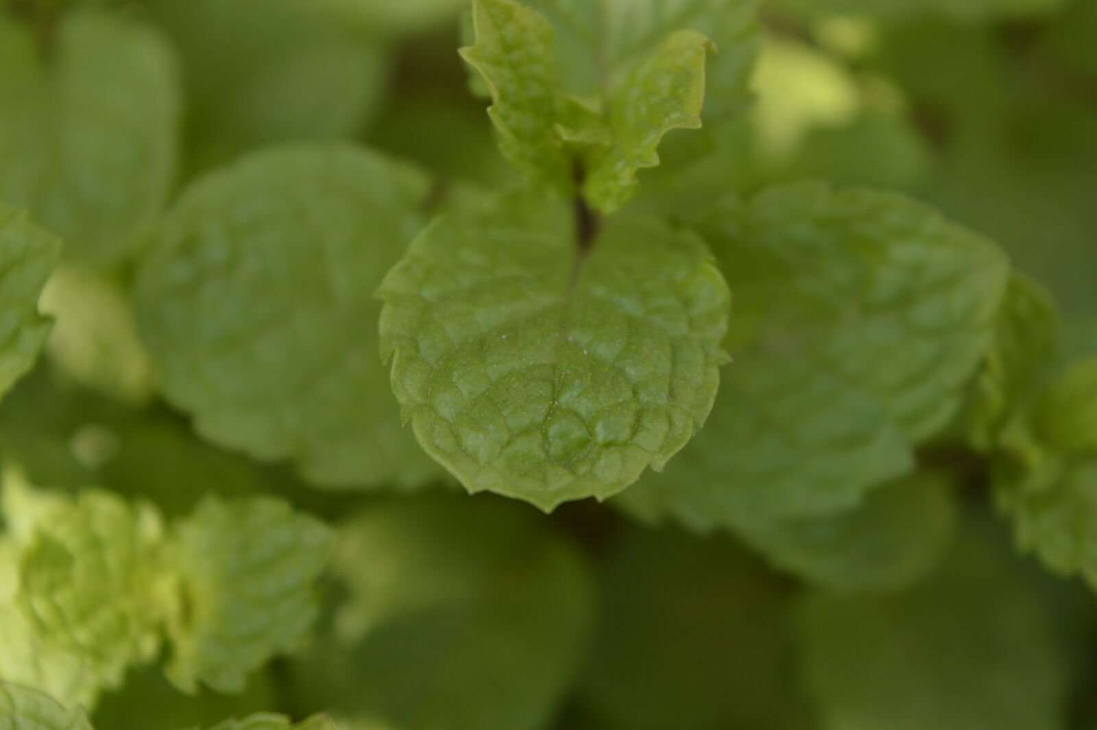 Nikon D3200 sample photo