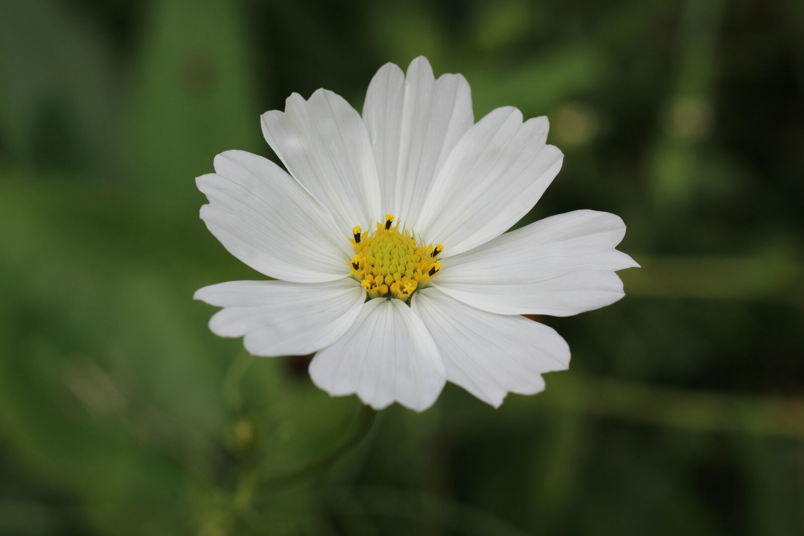 Canon EOS 1200D (EOS Rebel T5 / EOS Kiss X70 / EOS Hi) sample photo. White, cosmos, floral photography