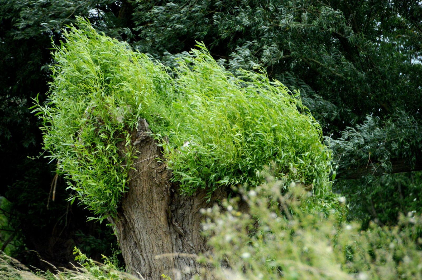 Nikon D3200 sample photo. Nature, tree, willow photography