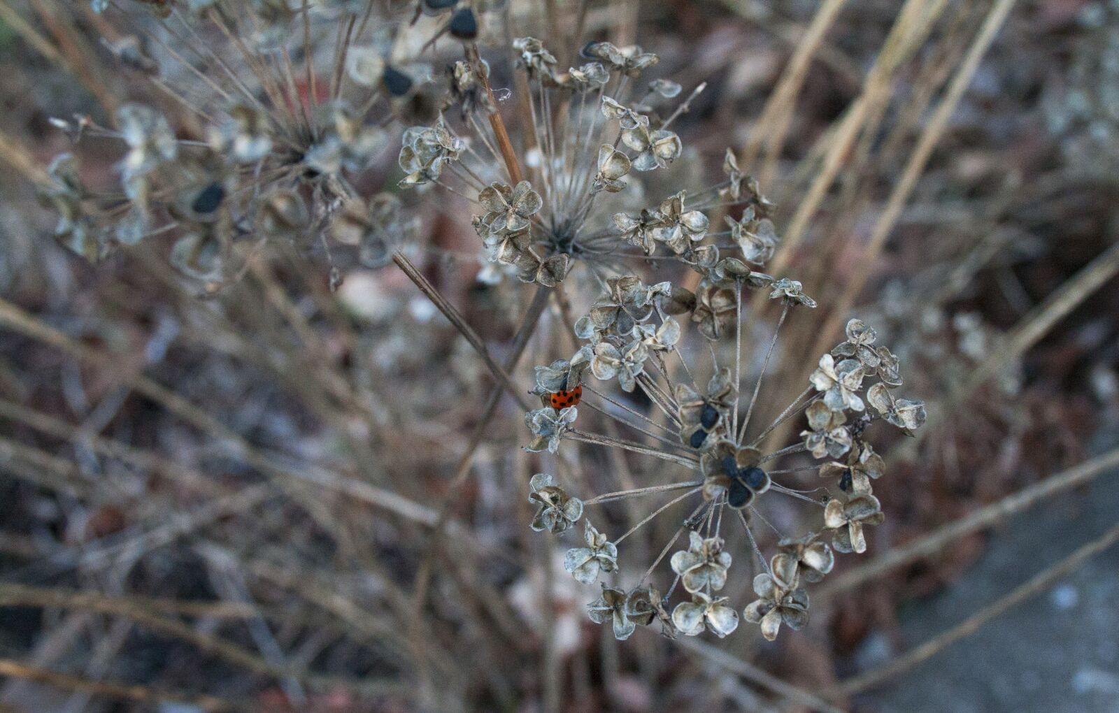 Canon EOS 400D (EOS Digital Rebel XTi / EOS Kiss Digital X) + Canon EF-S 18-55mm F3.5-5.6 II sample photo. Nature, outdoors, flora photography