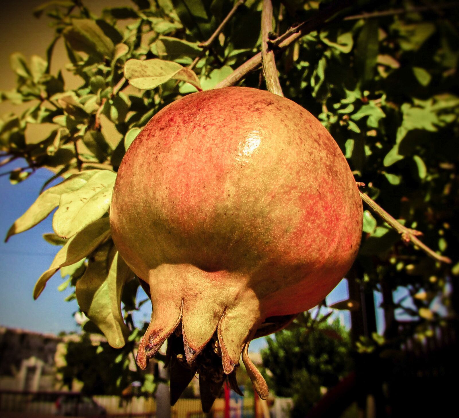 Canon PowerShot SX400 IS sample photo. Pomegranate, fruit, food photography
