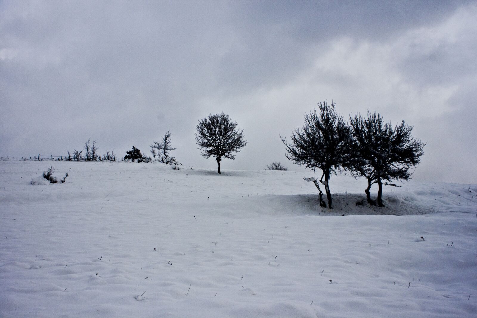 Canon EOS 500D (EOS Rebel T1i / EOS Kiss X3) sample photo. Tree, snow, winter photography