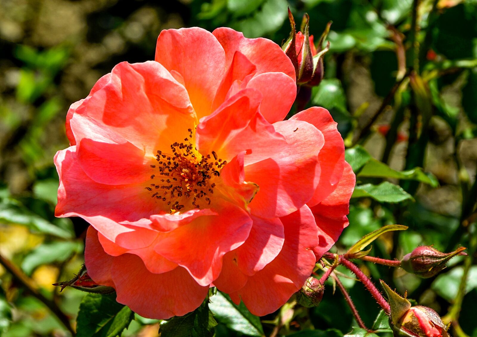 Nikon D7000 sample photo. Rose, garden, nature photography