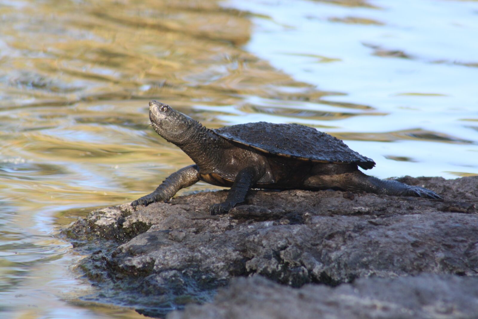 Canon EOS 1000D (EOS Digital Rebel XS / EOS Kiss F) sample photo. Turtle, long-necked, water photography