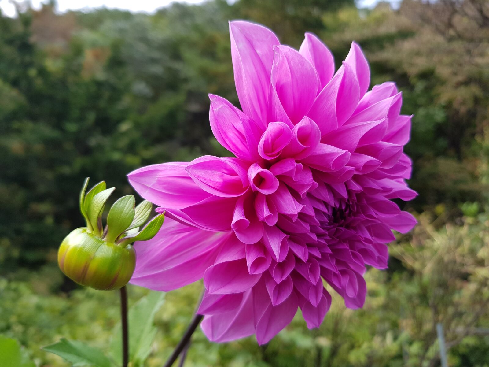 Samsung Galaxy S8 sample photo. Dahlia, pink alia, pretty photography