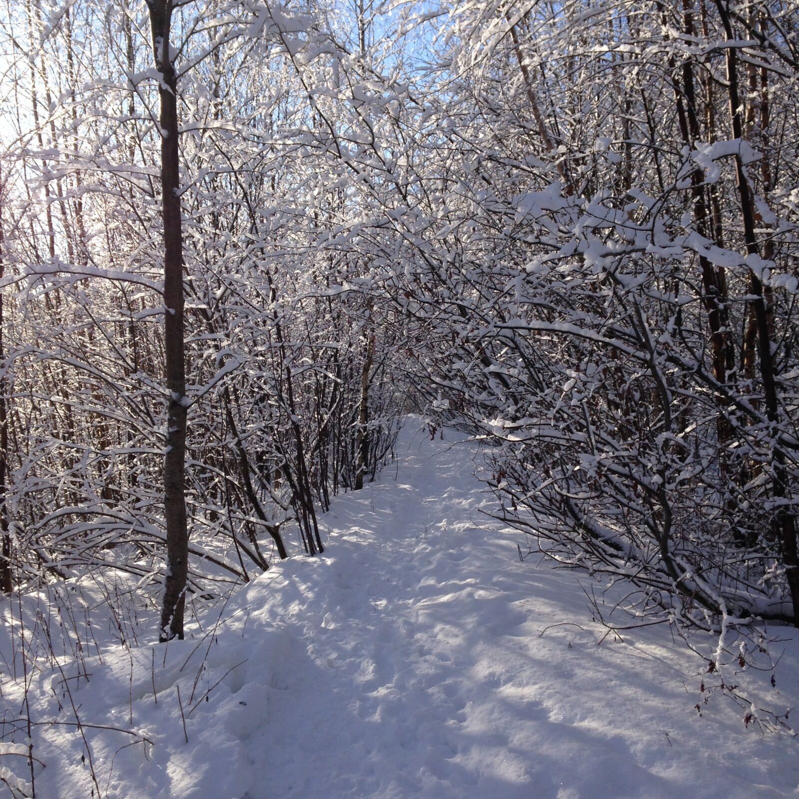 iPhone 5c back camera 4.12mm f/2.4 sample photo. Winter, forest, winter forest photography