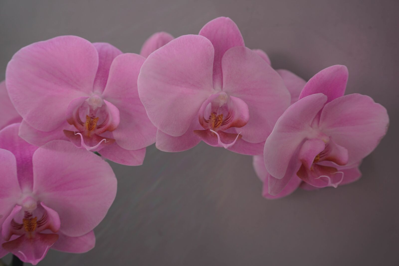 Sony a6000 sample photo. Flower, petal, plant photography