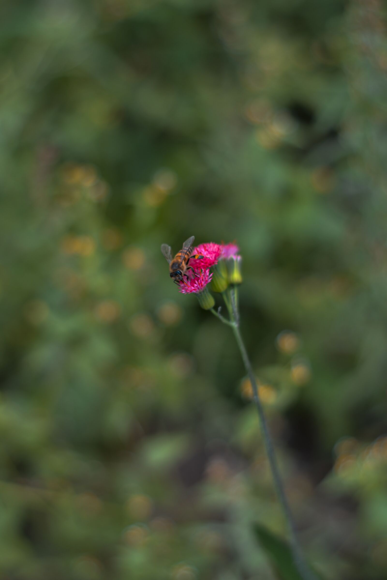 Nikon D3100 sample photo. Simplicity, moment, look photography