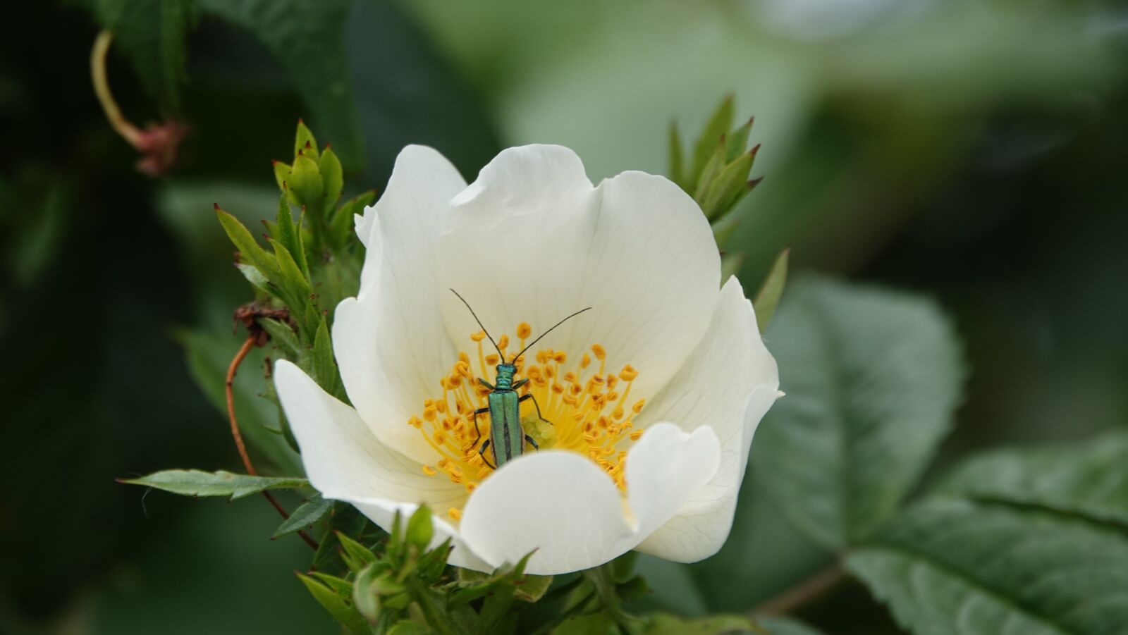 Sony Cyber-shot DSC-RX10 IV sample photo. Eglantine, flower, pink photography