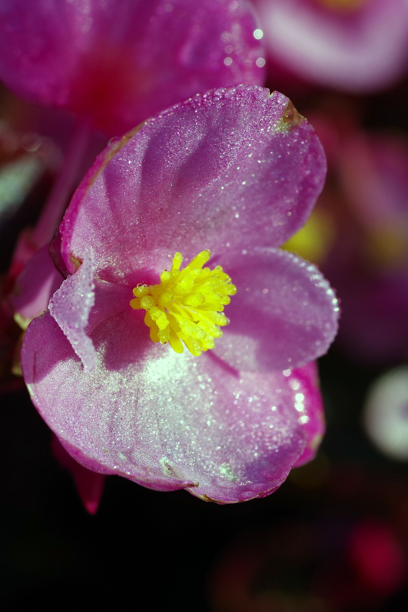 Pentax K-S2 sample photo. Flower, lilac, pink photography